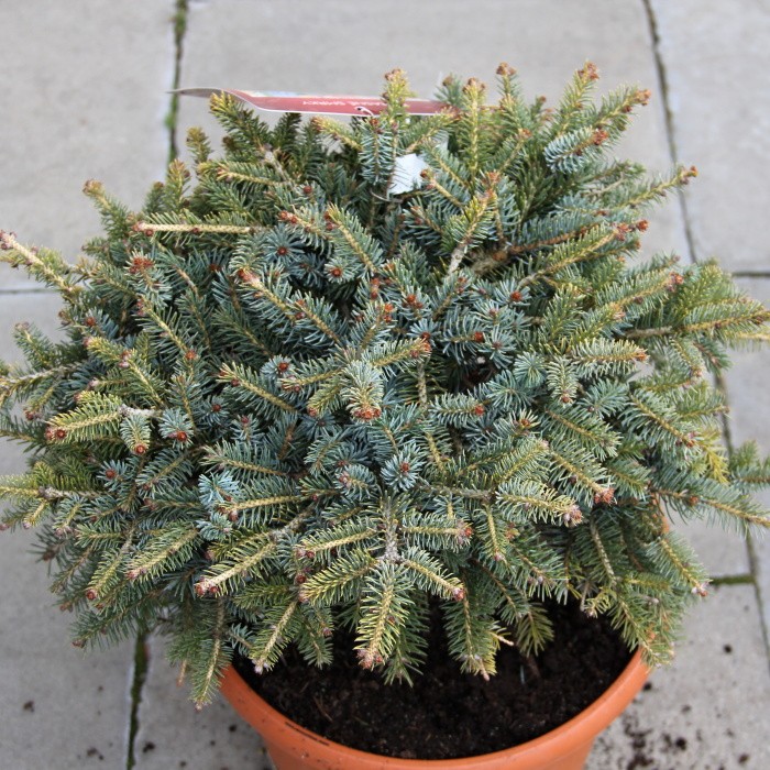 Smrk 'Machala' květináč 7,5 litru, výška 25/30cm, keř-1