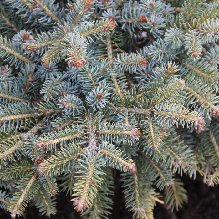 Smrk 'Machala' květináč 7,5 litru, výška 25/30cm, keř-2