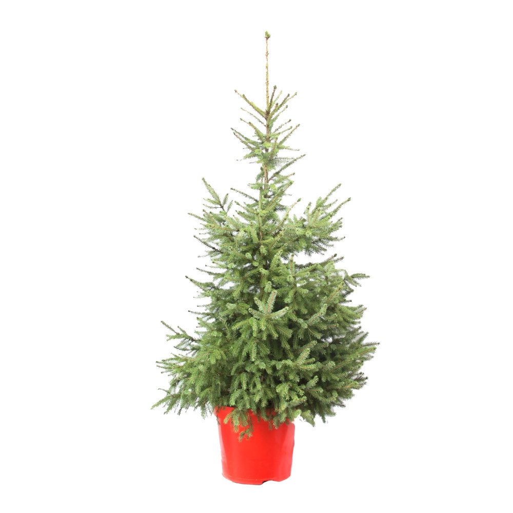 Vzrůstné jehličnany - Smrk omorika výška 125/150cm