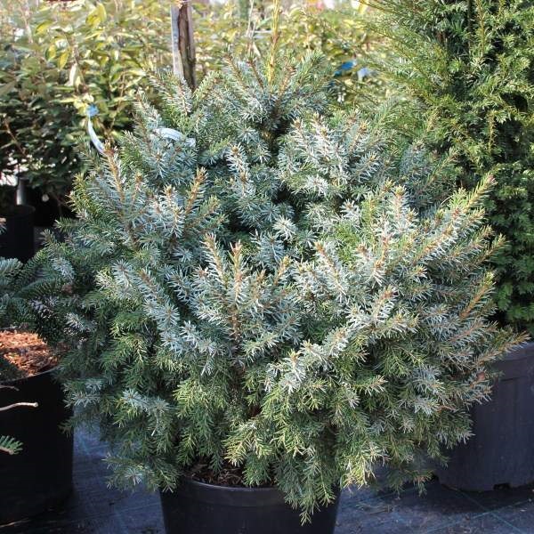 Zakrsle rostoucí jehličnany - Smrk Pančičův 'Nana' květináč 15 litrů, výška 60/80cm, keř