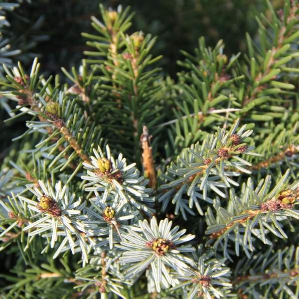 Smrk Pančičův 'Nana' květináč 15 litrů, výška 60/80cm, keř-0