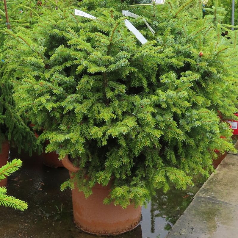 Zakrsle rostoucí jehličnany - Smrk Pančičův 'Nana' květináč 15 litrů, výška 90/100cm, keř