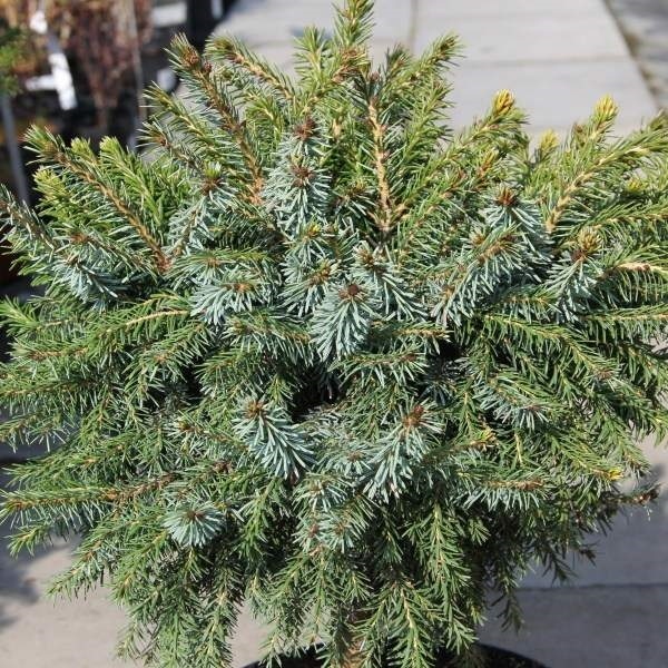 Zakrsle rostoucí jehličnany - Smrk Pančičův Nana květináč 3 litry, výška 25/30cm, keř