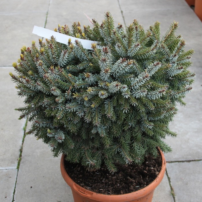 Smrk Pančičův Nana květináč 3 litry, výška 25/30cm, keř-0