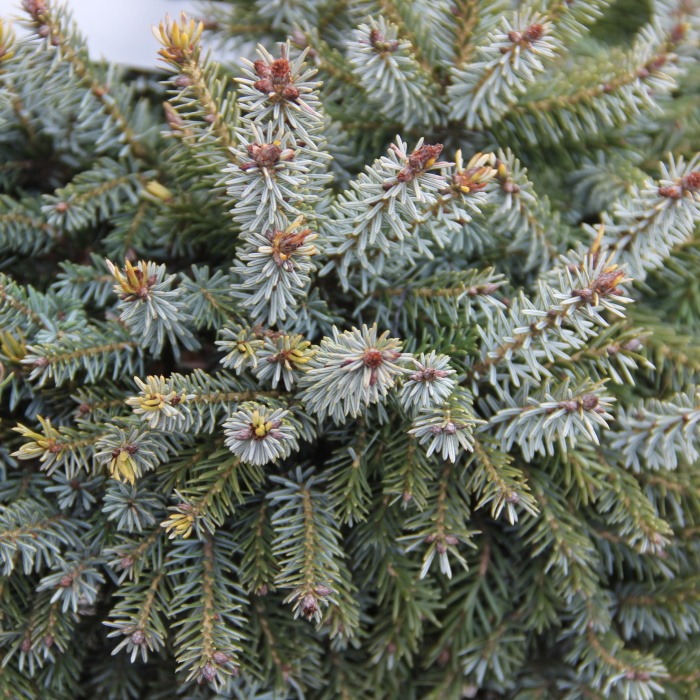 Smrk Pančičův Nana květináč 3 litry, výška 25/30cm, keř-1