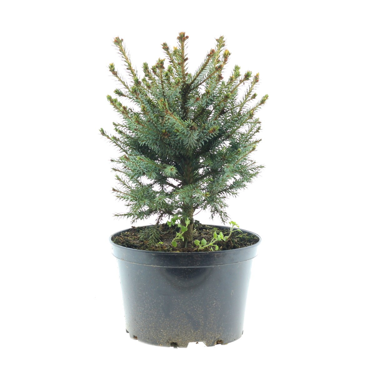 Zakrsle rostoucí jehličnany - Smrk Pančičův Nana květináč 4 litry, výška 25/35cm, keř