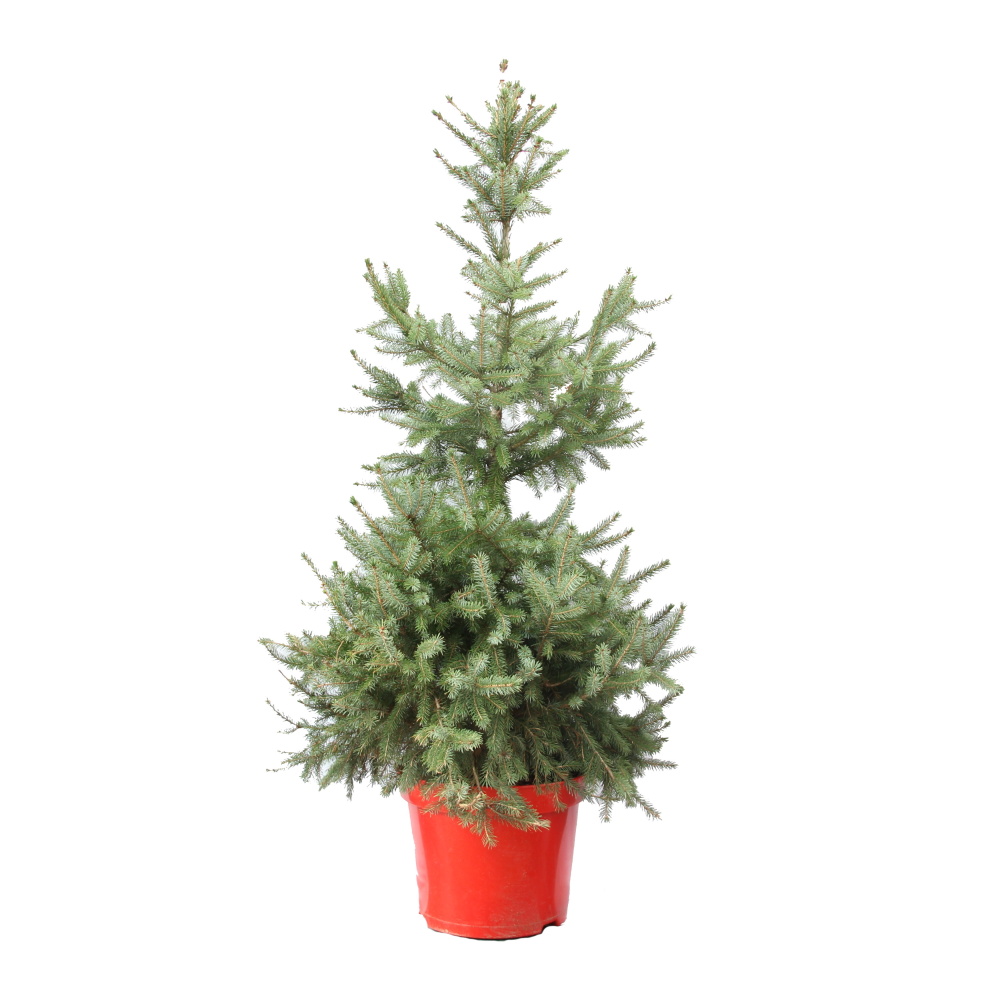 Vzrůstné jehličnany - Smrk Pančičův výška 100/125cm