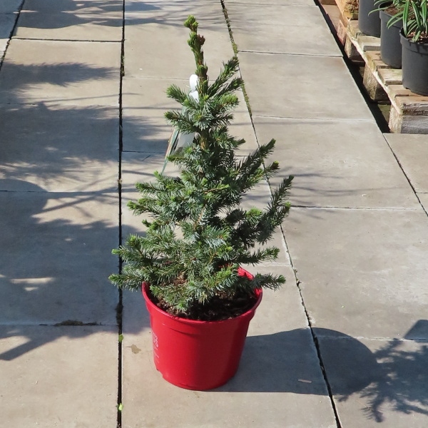 Smrk Pančičův 'Wodan' květináč 5 litrů, výška 30/40cm, keř-0