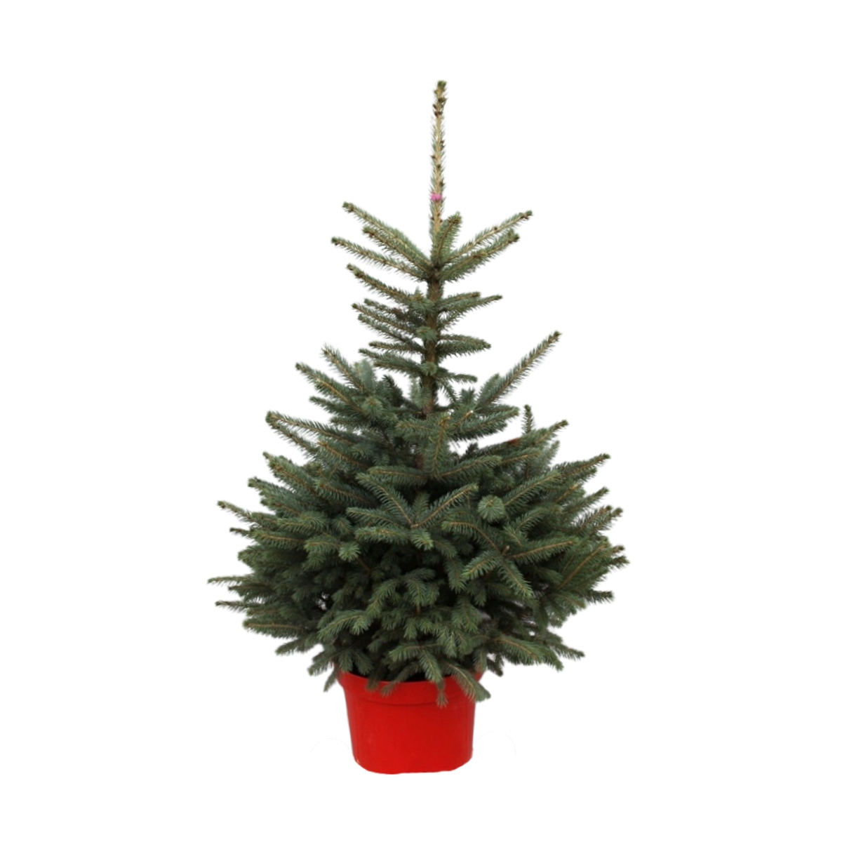 Vzrůstné jehličnany - Smrk pichlavý 100/125