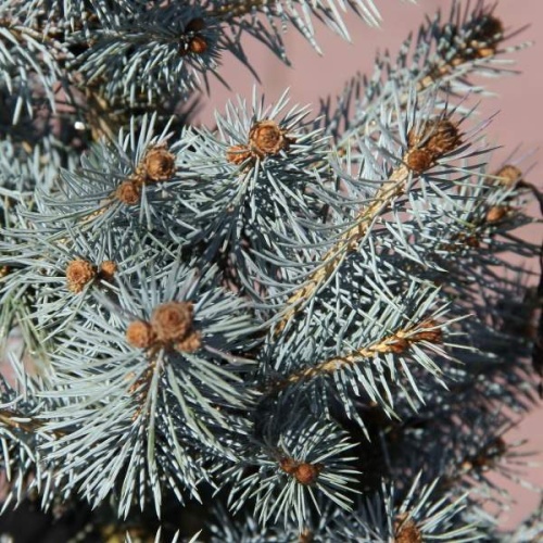 Vzrůstné jehličnany - Smrk pichlavý 'Blue Diamond' výška 40/60cm, 5 litru