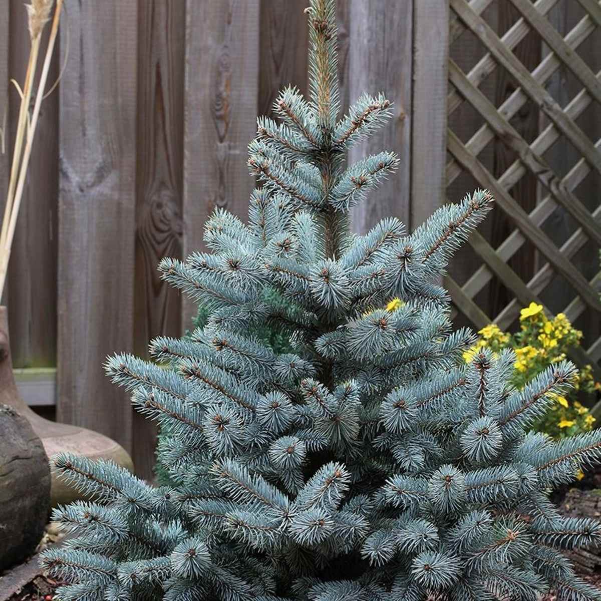 Vzrůstné jehličnany - Smrk pichlavý Blue Mountain výška 80/100cm, květináč 10 litrů