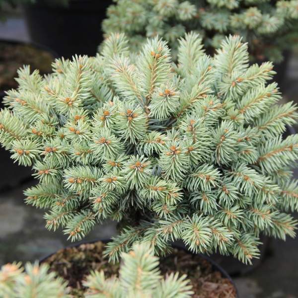 Zakrsle rostoucí jehličnany - Smrk pichlavý 'Blue Pearl' květináč 4 litry, kmínek 40cm, stromek