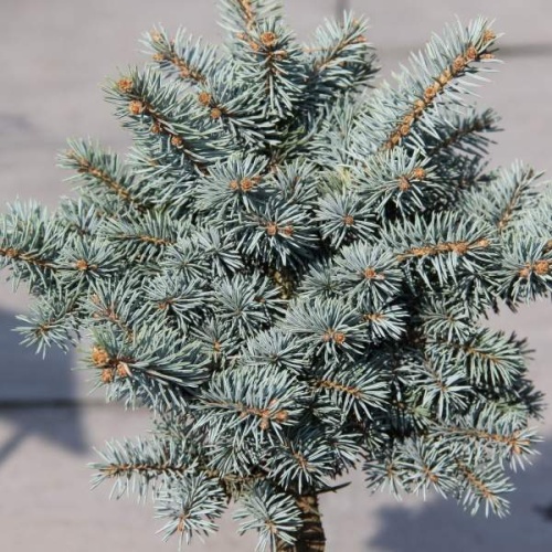 Zakrsle rostoucí jehličnany - Smrk pichlavý 'Glauca Compacta' výška 20/30cm, 4 litry