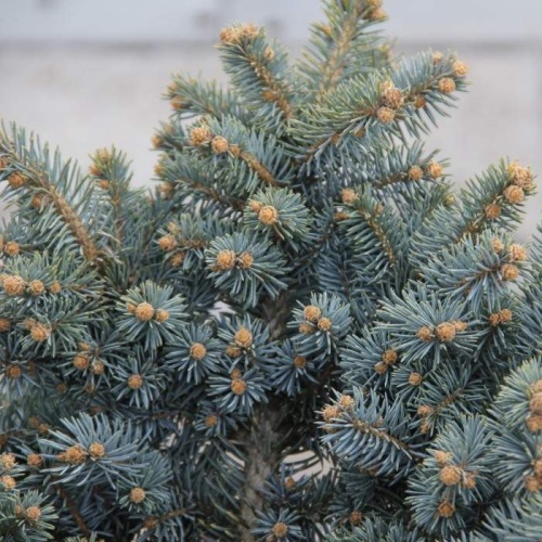 Zakrsle rostoucí jehličnany - Smrk pichlavý 'Glauca Globosa' kmínek, 20 litrů