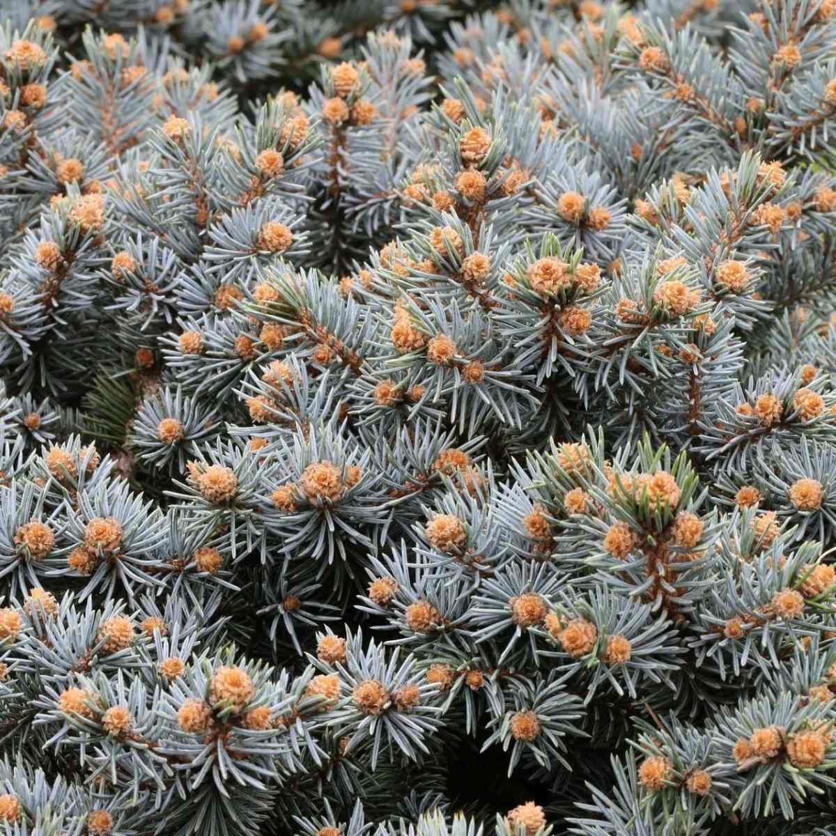 Zakrsle rostoucí jehličnany - Smrk pichlavý Glauca Globosa výška 40/50cm