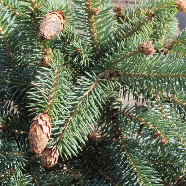 Zakrsle rostoucí jehličnany - Smrk pichlavý 'Herman Naue' květináč 5 litrů, výška 25/30cm, keř