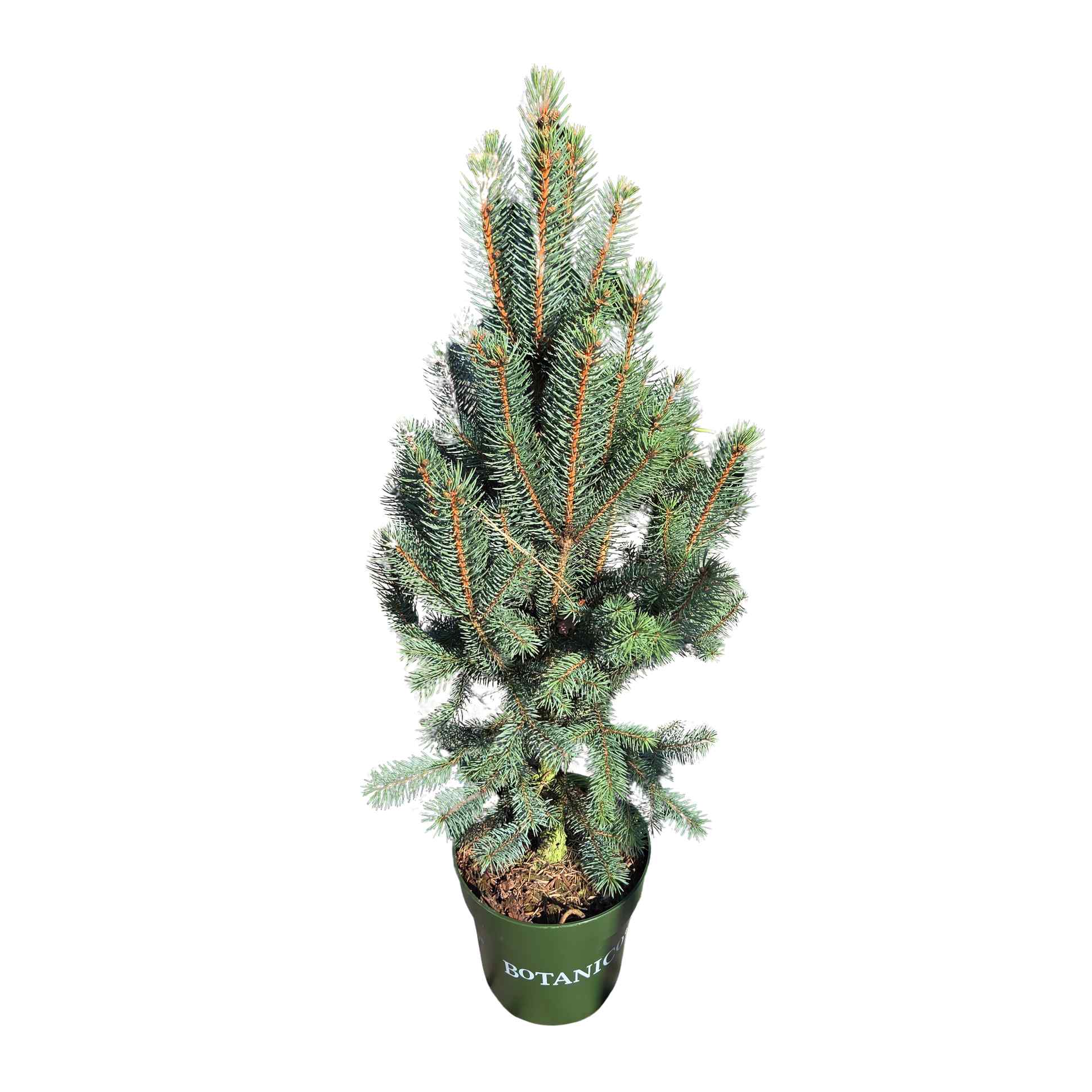 Vzrůstné jehličnany - Smrk pichlavý Iseli Fastigiate výška 40/50cm, květináč 6 litrů