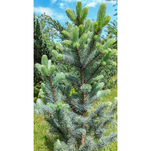 Vzrůstné jehličnany - Smrk pichlavý 'Iseli Fastigiate' výška 40/60cm, 4 litry