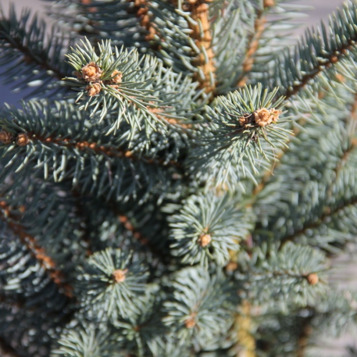 Vzrůstné jehličnany - Smrk pichlavý 'Iseli Fastigiate' výška 50/60cm, květináč 7,5 litru