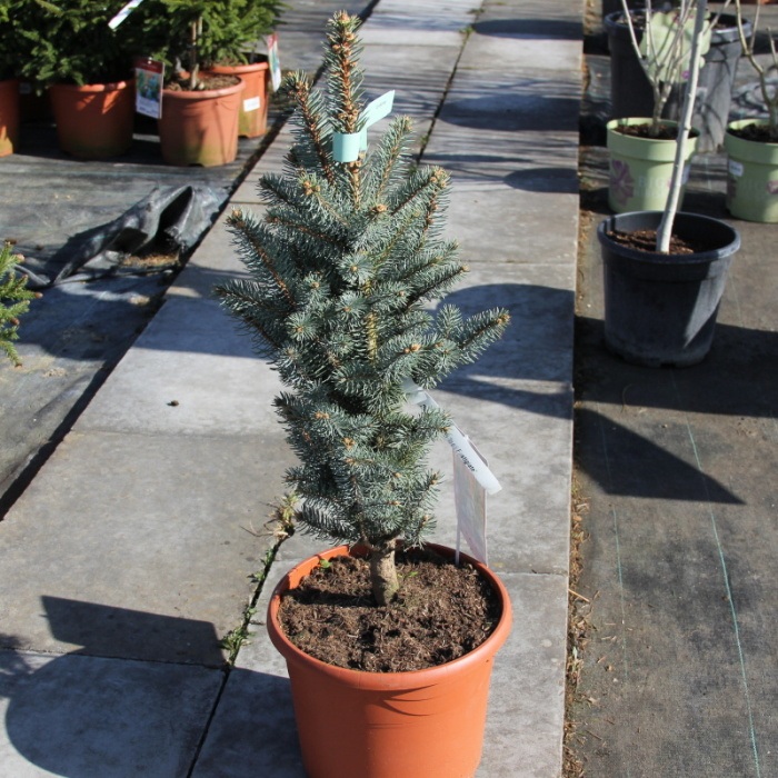 Smrk pichlavý 'Iseli Fastigiate' výška 50/60cm, květináč 7,5 litru-0