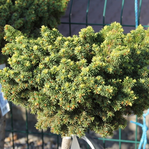 Zakrsle rostoucí jehličnany - Smrk pichlavý 'Mrs.Cessarinii' kmínek