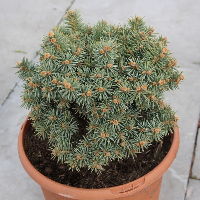 Zakrsle rostoucí jehličnany - Smrk pichlavý 'Pali' květináč 5 litrů, výška 15/20cm, keř