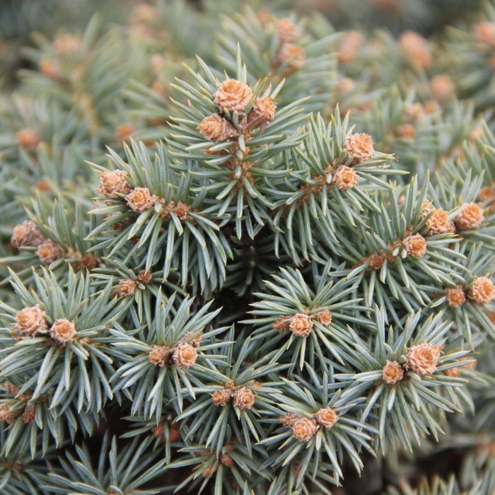 Smrk pichlavý 'Pali' květináč 5 litrů, výška 15/20cm, keř-0