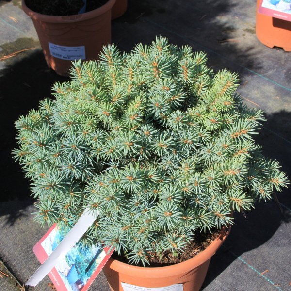 Smrk pichlavý 'Pali' květináč 5 litrů, výška 15/20cm, keř-1