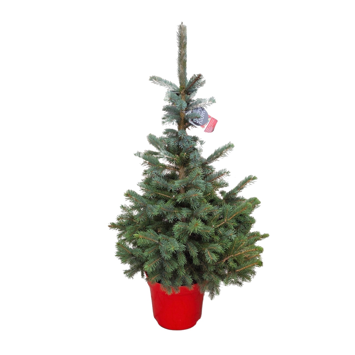 Vzrůstné jehličnany - Smrk pichlavý Super Blue Seedling výška 100/125cm, květináč 15 litrů