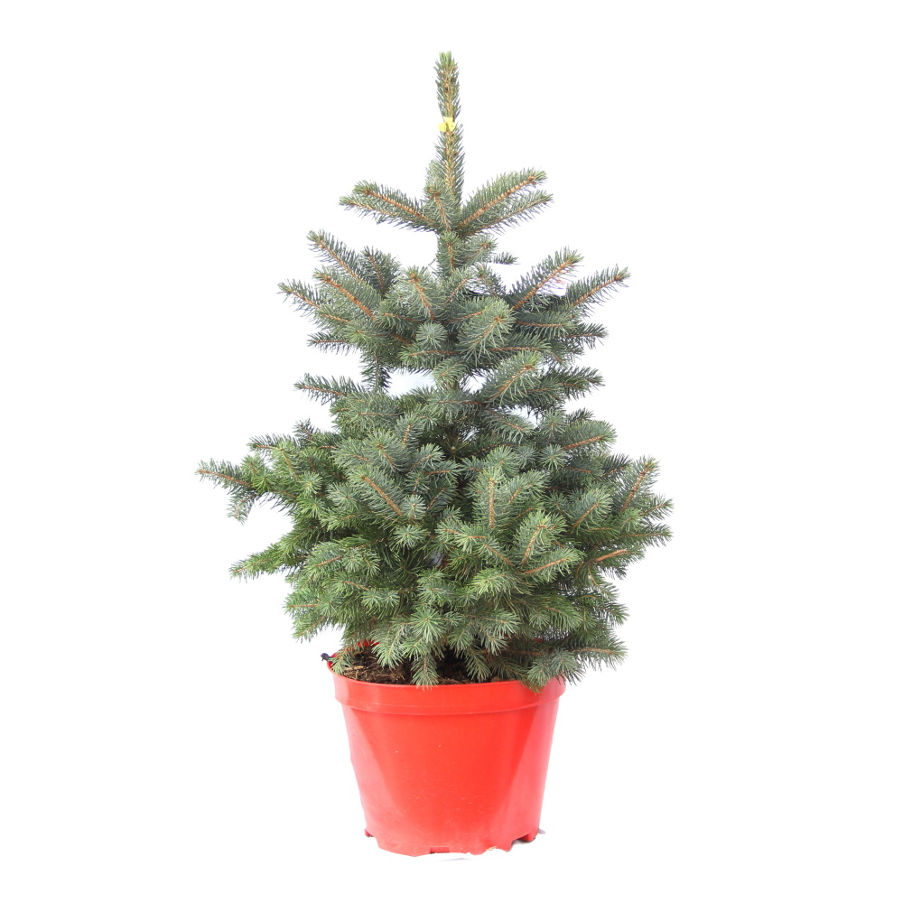 Zakrsle rostoucí jehličnany - Smrk pichlavý Super Blue Seedling výška 40/60cm, květináč 7,5 litru