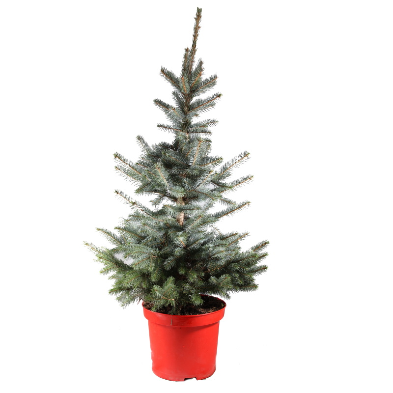 Vzrůstné jehličnany - Smrk pichlavý Super Blue Seedling výška 80/100cm, květináč 12 litrů