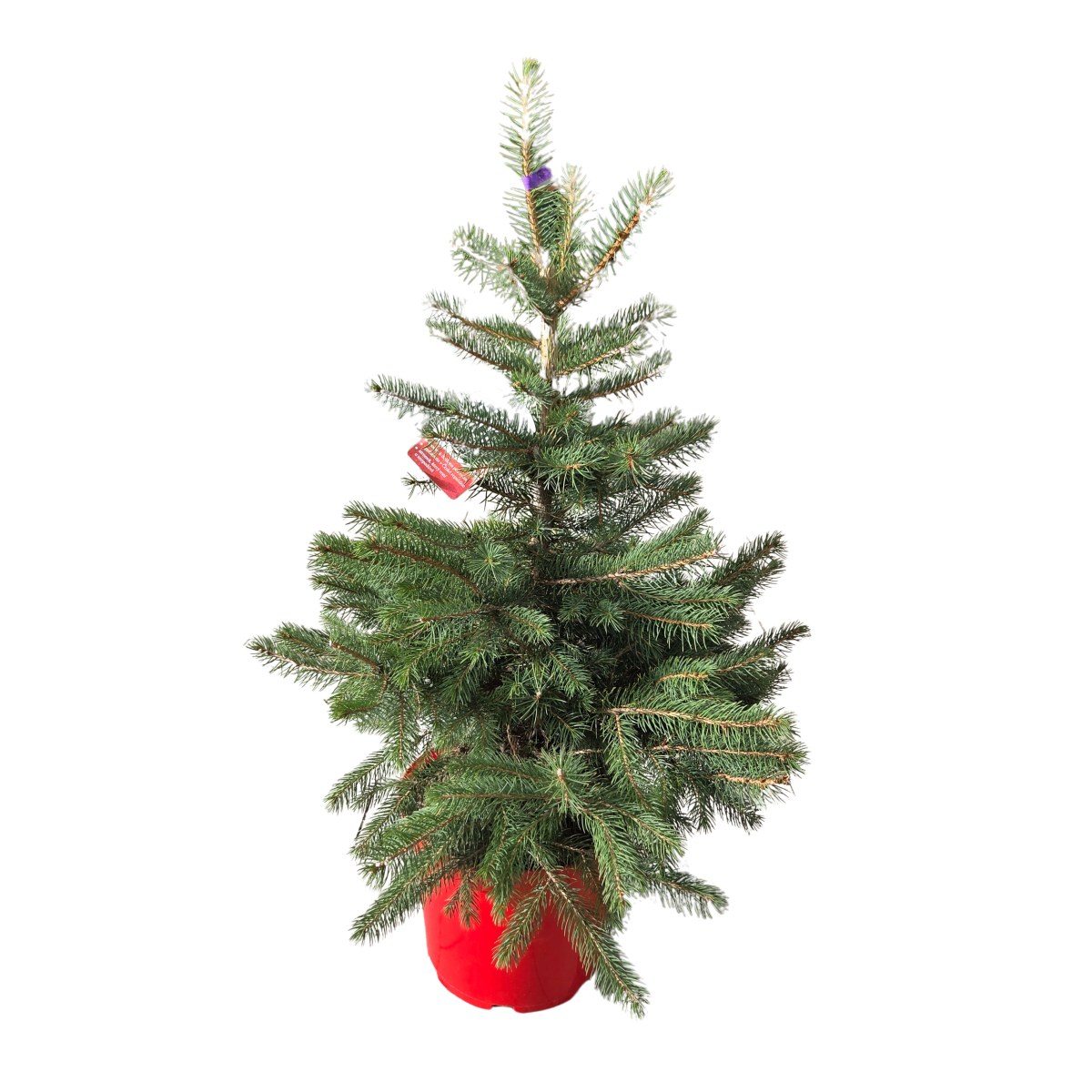 Vzrůstné jehličnany - Smrk pichlavý výška 60/80cm