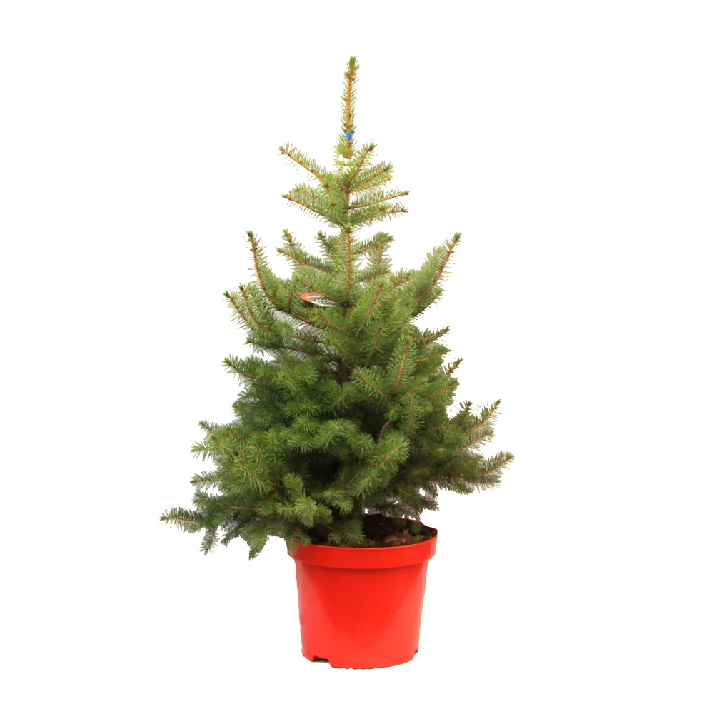 Vzrůstné jehličnany - Smrk pichlavý výška 80/100cm, květináč 7,5 litru