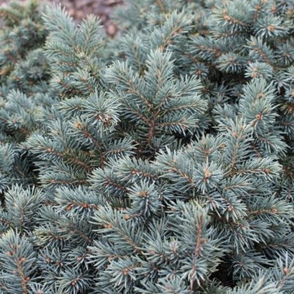 Zakrsle rostoucí jehličnany - Smrk pichlavý 'Waldbrunn' květináč 2,5 litru, výška 20/25cm, keř