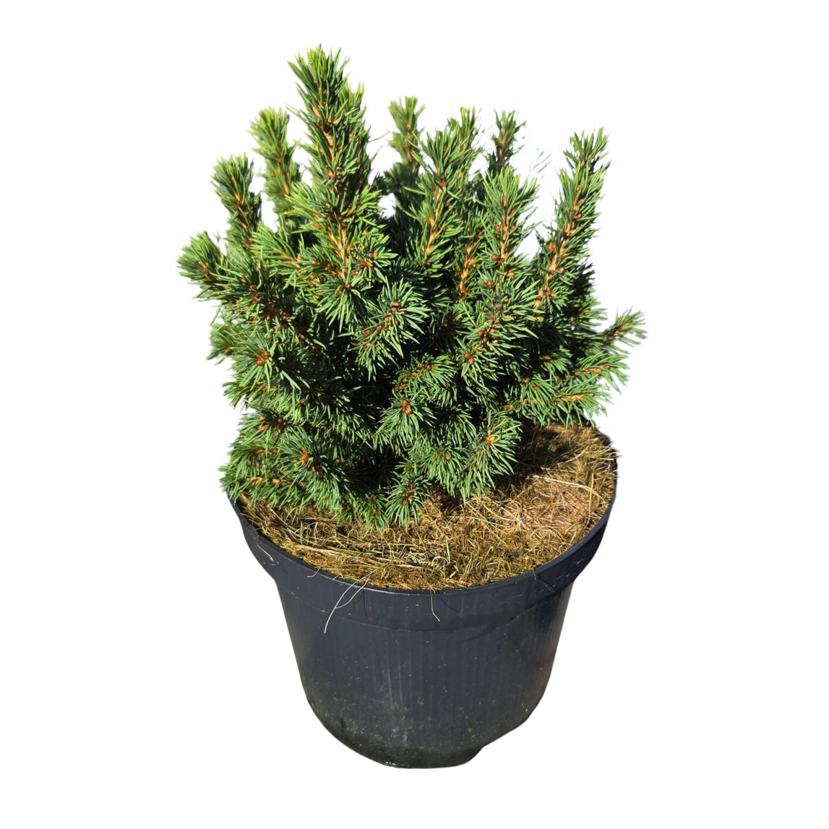 Zakrsle rostoucí jehličnany - Smrk sivý Alberta Globe květináč 2,5 litru, výška 10/15cm, keř