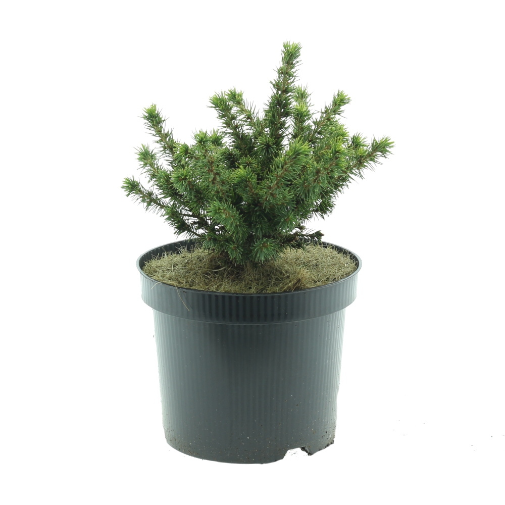Zakrsle rostoucí jehličnany - Smrk sivý Alberta Globe květináč 2,5 litru, výška 10/15cm, keř