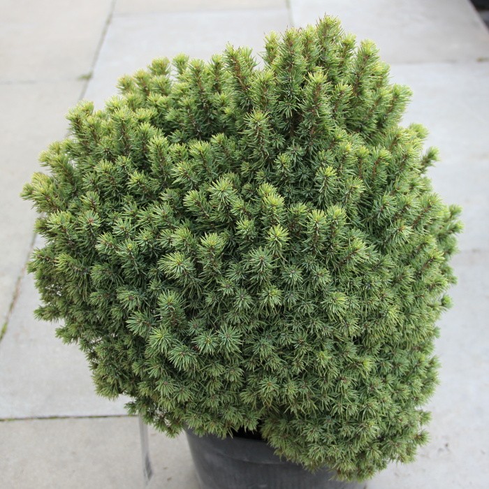 Zakrsle rostoucí jehličnany - Smrk sivý 'Alberta Globe' květináč 5 litrů, výška 25/30cm, keř