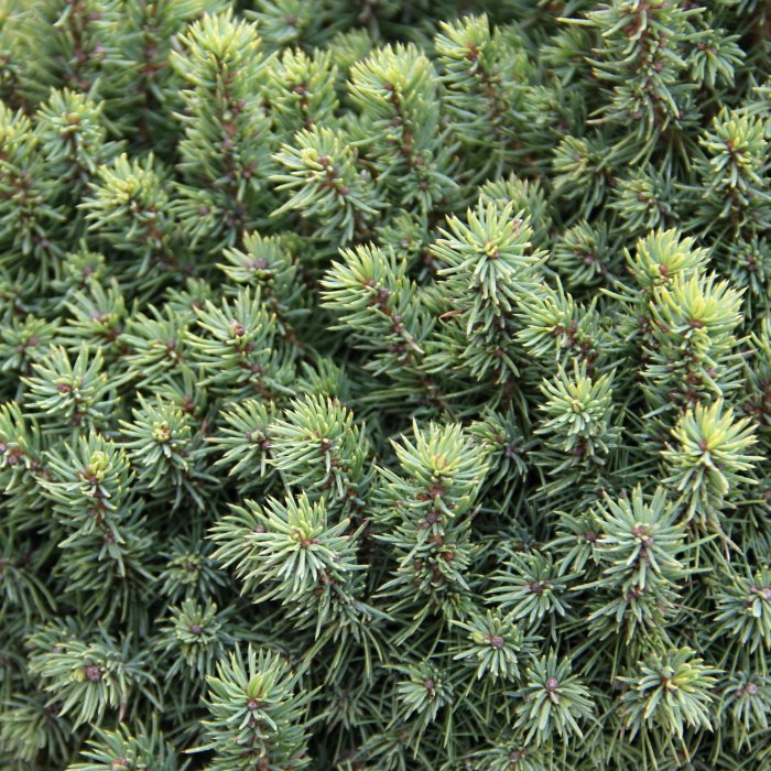 Smrk sivý 'Alberta Globe' květináč 5 litrů, výška 25/30cm, keř-0