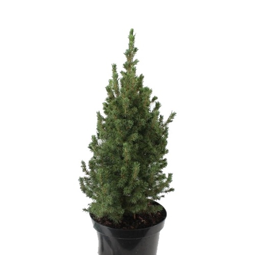Zakrsle rostoucí jehličnany - Smrk sivý 'Conica' 3 litry