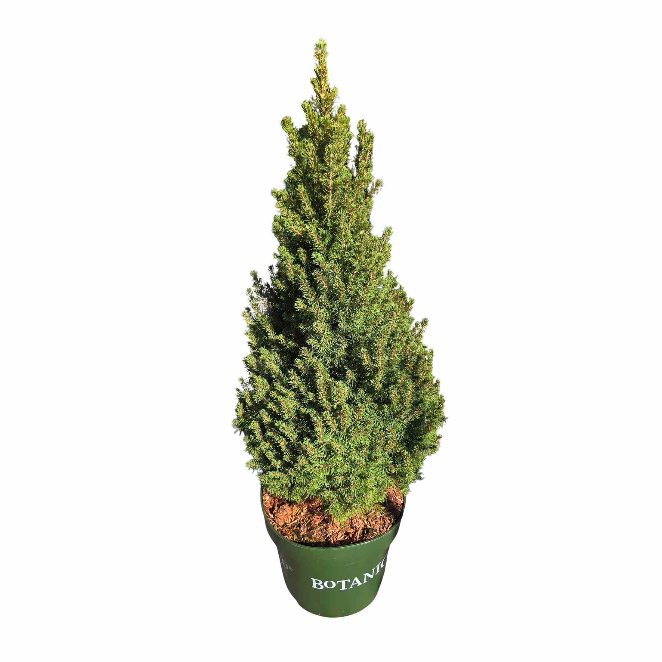 Zakrsle rostoucí jehličnany - Smrk sivý Conica Perfecta výška 60/80cm, květináč 10 litrů