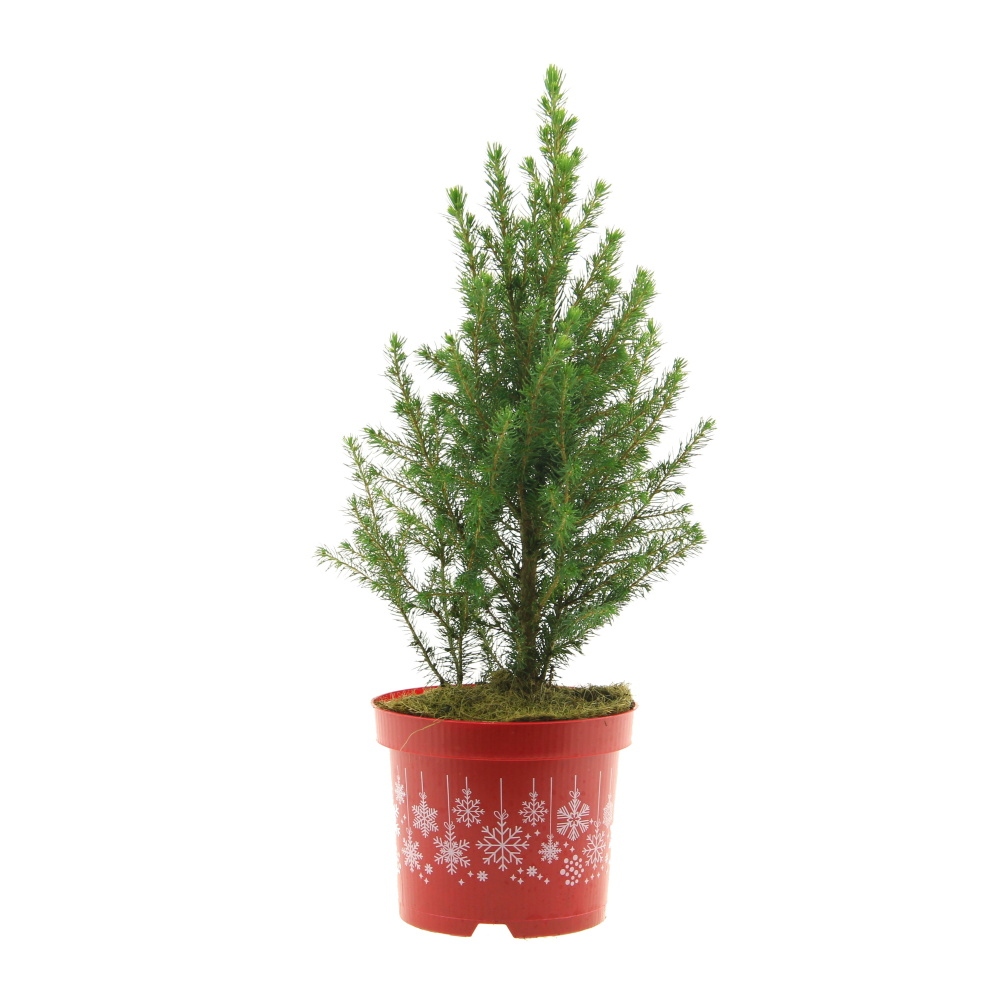 Zakrsle rostoucí jehličnany - Smrk sivý Conica výška 30/+cm, květináč 2,5 litru