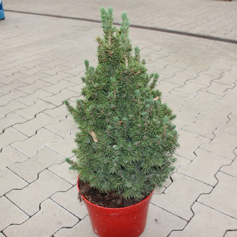Smrk sivý 'Conica' výška 40/50cm, květináč 5 litrů
