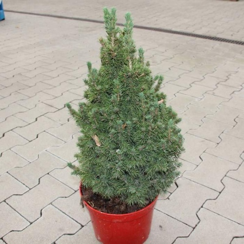 Zakrsle rostoucí jehličnany - Smrk sivý 'Conica' výška 50/60cm, 3 litry