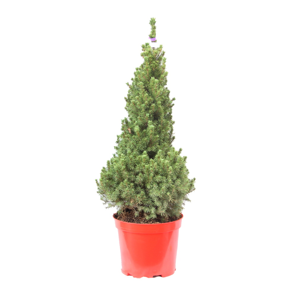 Zakrsle rostoucí jehličnany - Smrk sivý Conica výška 60/80cm, květináč 10 litrů