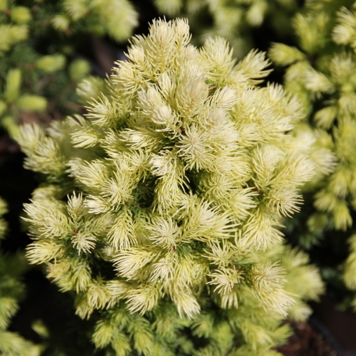 Zakrsle rostoucí jehličnany - Smrk sivý 'Daisy's White' květináč 2,5 litru, výška 25/30cm, kužel