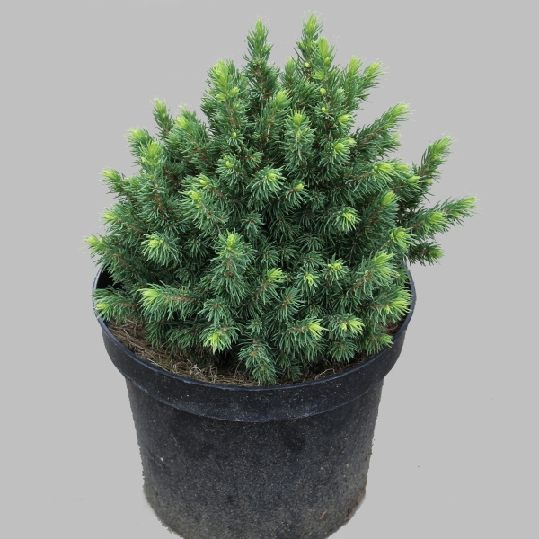 Smrk sivý 'Jalako Gold' květináč 2,5 litru, výška 10/15cm, keř-0