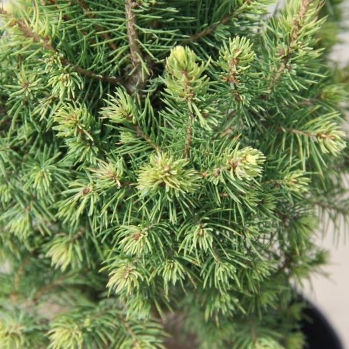 Zakrsle rostoucí jehličnany - Smrk sivý 'Rainbow's End' výška 30/40cm, květináč 7,5 litru