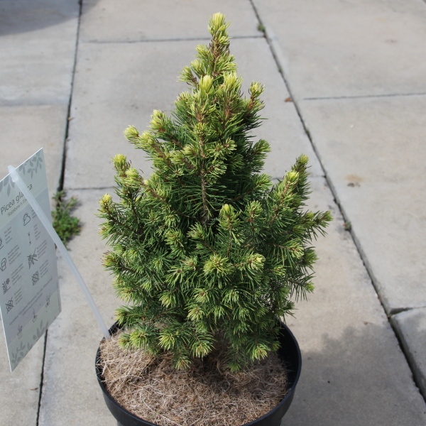 Zakrsle rostoucí jehličnany - Smrk sivý Rainbows End květináč 2,5 litru, výška 25/30cm, kužel