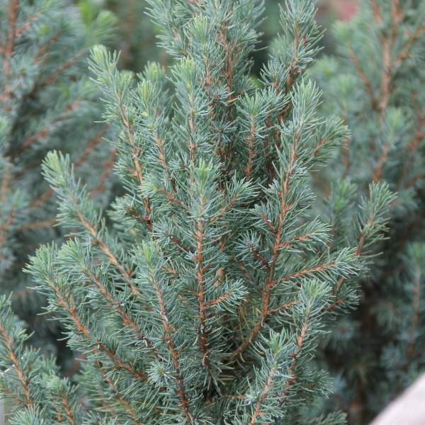 Zakrsle rostoucí jehličnany - Smrk sivý 'Sander's Blue' výška 40/60cm, 4 litry