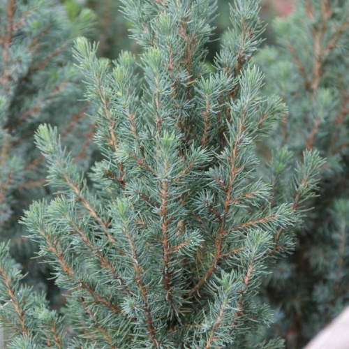 Zakrsle rostoucí jehličnany - Smrk sivý 'Sander's Blue' výška 40/60cm